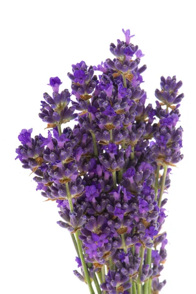 Bouquet Lavender — Stock Photo, Image