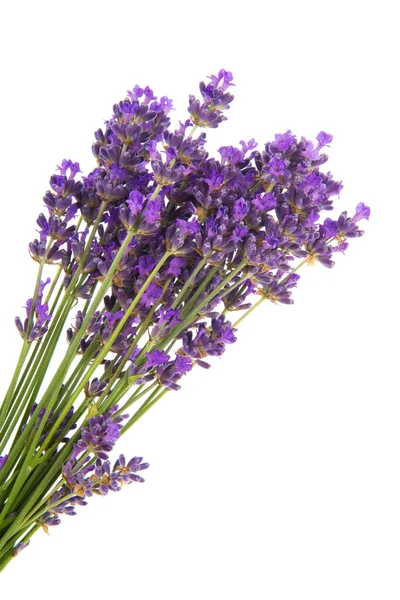 Boeket lavendel — Stockfoto