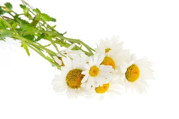 Strauß weiße Gänseblümchen — Stockfoto