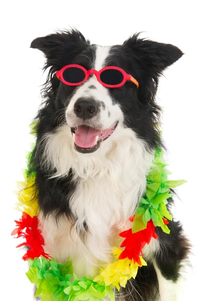 Hond op vakantie — Stockfoto