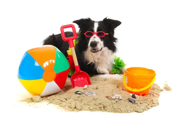 Pes na dovolené — Stock fotografie