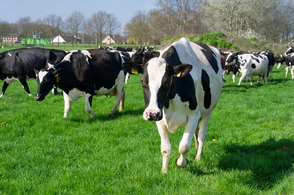Nederlandse zwart-witte koeien — Stockfoto