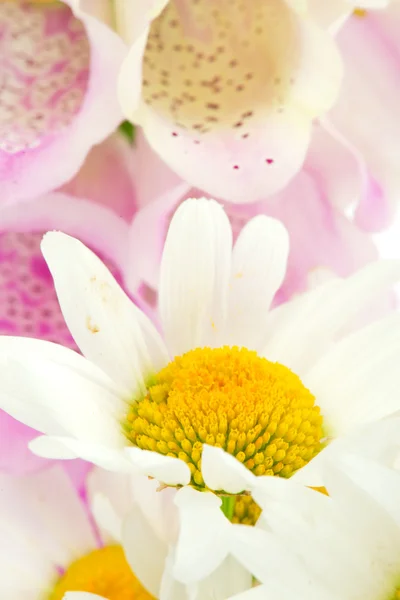 紫色毛地黄和白色雏菊 — 图库照片