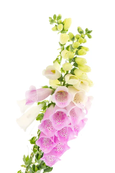 Naparstnica fioletowy i biały — Zdjęcie stockowe
