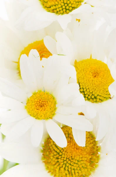 背景的白色雏菊 — 图库照片