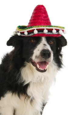 Spanish dog clipart