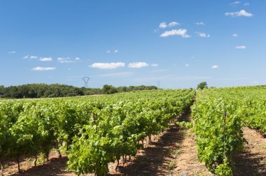 Vineyard peyzaj