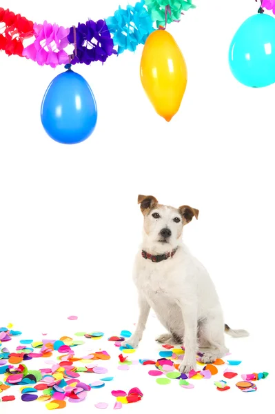 生日的狗 — 图库照片