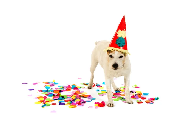 誕生日犬 — ストック写真
