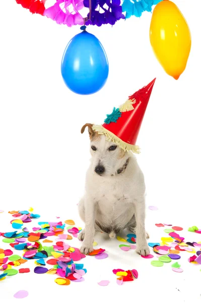 Birthday dog — Stock Photo, Image