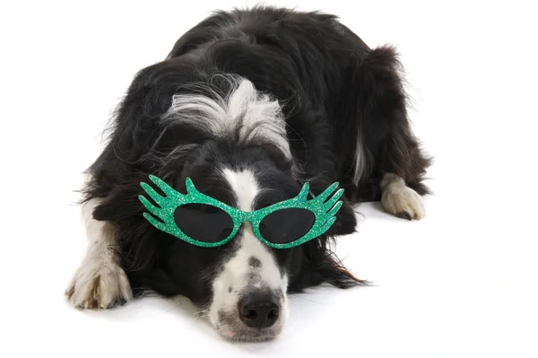 Border ποιμενικού σκύλου με γυαλιά ηλίου — Φωτογραφία Αρχείου