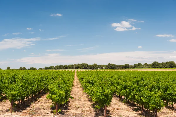 Vineyard in landscape — Stock Photo, Image