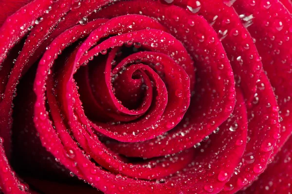 Macro of red rose — Stock Photo, Image