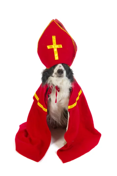 Hund als holländischer Sinterklaas — Stockfoto