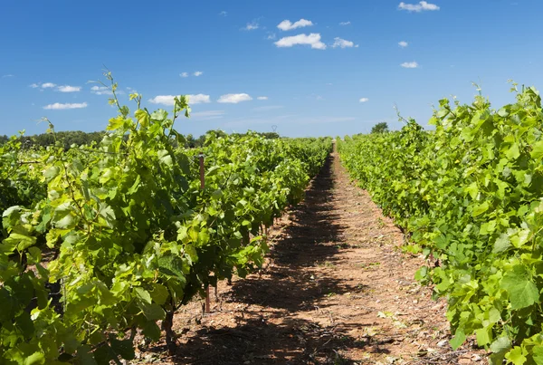 Vineyard in landscape — Stock Photo, Image