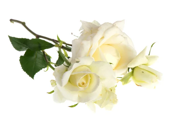 Белые розы — стоковое фото