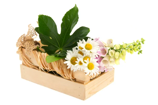 Lila Fingerhut und weiße Gänseblümchen — Stockfoto