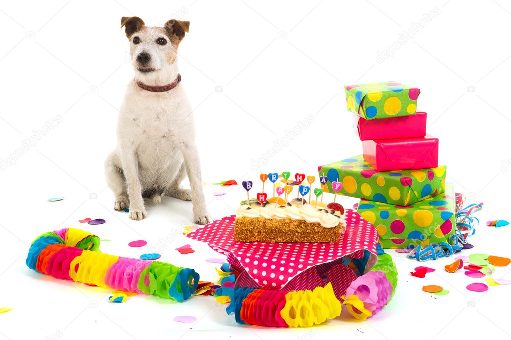 Birthday dog