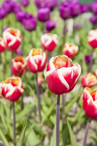 Červené a bílé tulipány — Stock fotografie