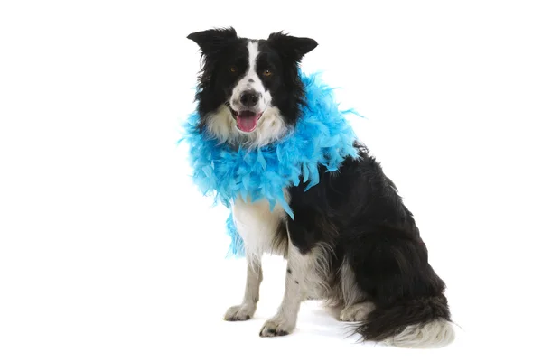 Funny dog with blue feather boa — Zdjęcie stockowe