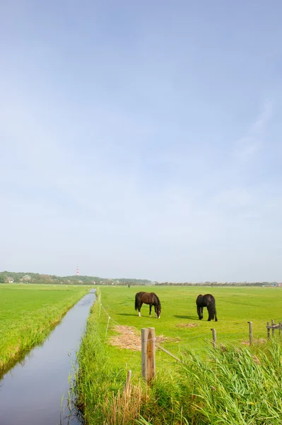 Landscape with horses — Stock Photo, Image