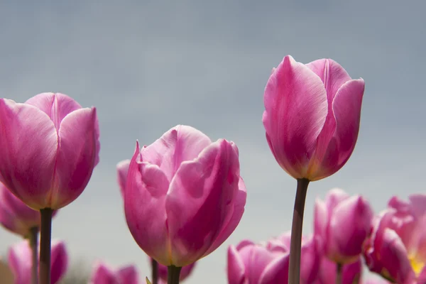 Tulipanes rosados sobre fondo gris —  Fotos de Stock