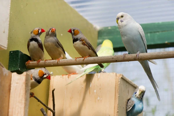 Vogels in een kooi — Stockfoto