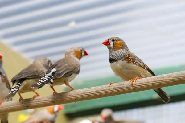 Vogels in een kooi — Stockfoto