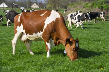 Dutch cows in landscape clipart