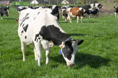 Dutch cows in landscape clipart