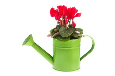 Red Cyclamen clipart