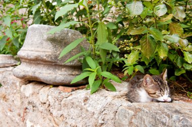 Yunan yolunu yitirmek kedi