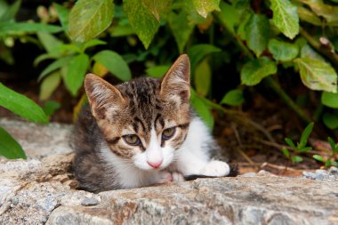 Yunan yolunu yitirmek kedi