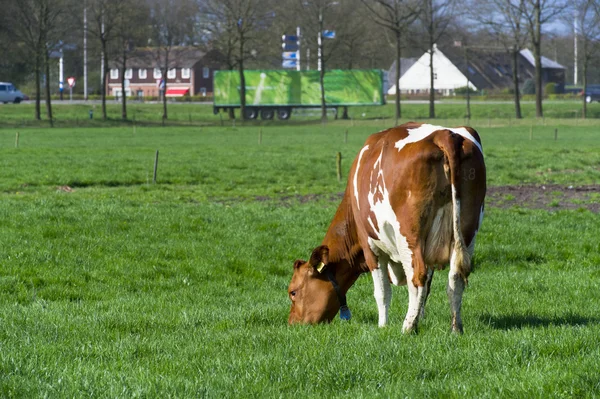 荷兰奶牛在风景 — 图库照片
