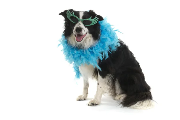 Funny dog with sunglasses — Stock Photo, Image