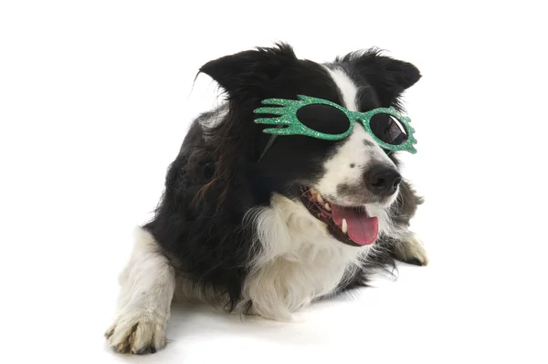 Cão engraçado com óculos de sol — Fotografia de Stock