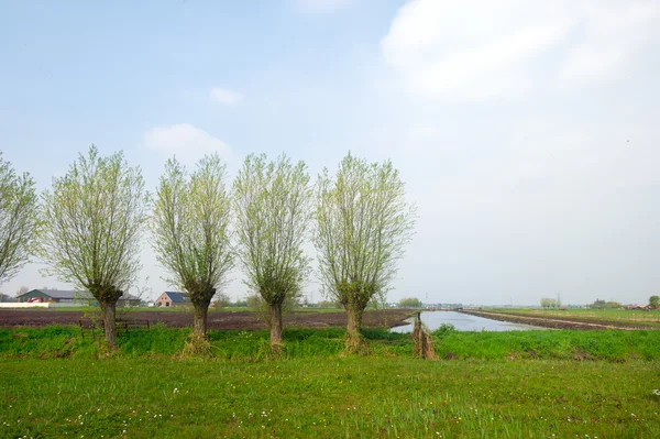 Peisaj agricol olandez — Fotografie, imagine de stoc