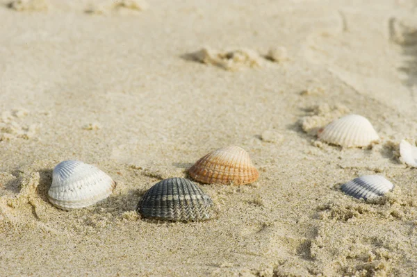 Shells at the beach — Stock Photo, Image