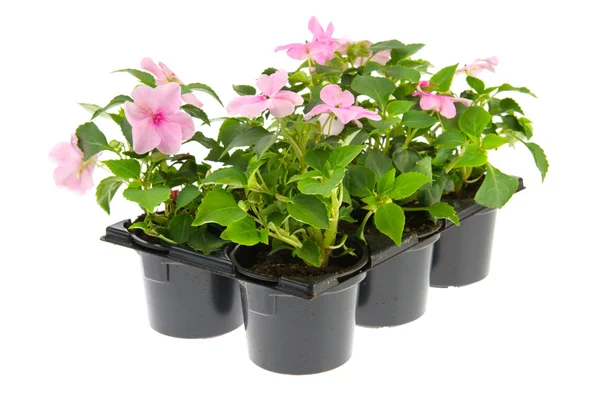 Tray Busy Lizzie plants — Stock Photo, Image