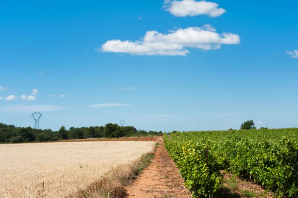 Vineyard and wheat in landscape — Stock Photo, Image