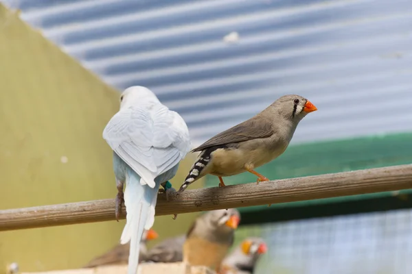 Pájaros en una jaula — Foto de Stock