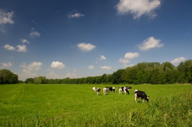 Dutch cows clipart