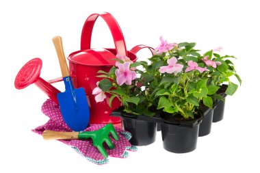 Tray Busy Lizzie plants with gardening equipment clipart