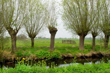 Peyzaj Pollard willows