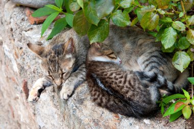 yavru kedi ile Yunan yolunu yitirmek kedi