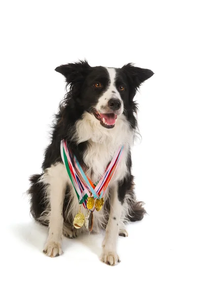 Чемпионская собака — стоковое фото