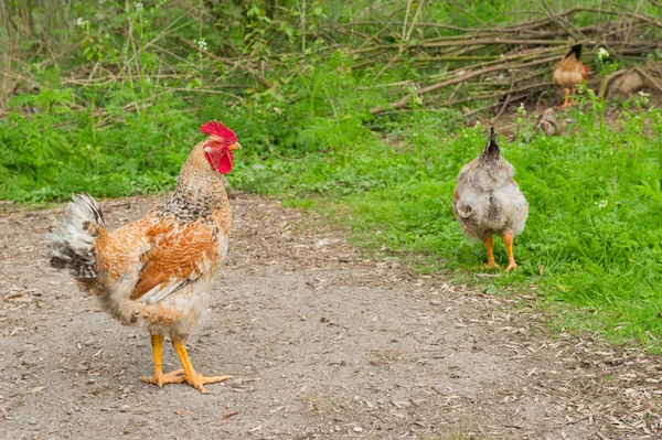 Cock in nature environment — Stock Photo, Image