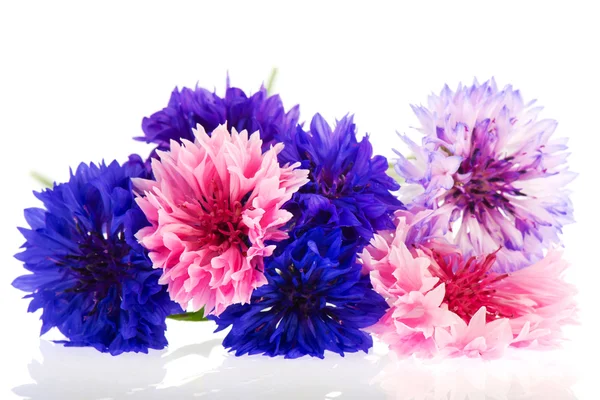 Blue and pink Corn flowers — Stock Photo, Image