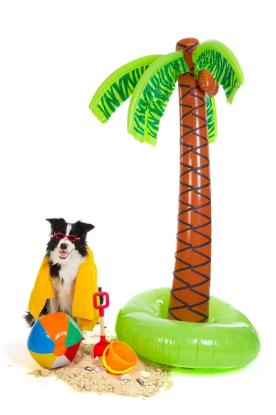 Cão de férias na praia tropical — Fotografia de Stock