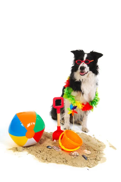 Cão em férias — Fotografia de Stock
